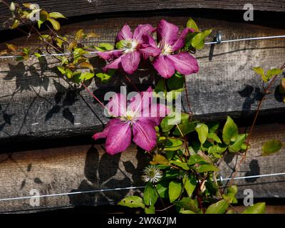 Gros plan des fleurs rouges rubis de la plante grimpante Clematis Niobe. Banque D'Images