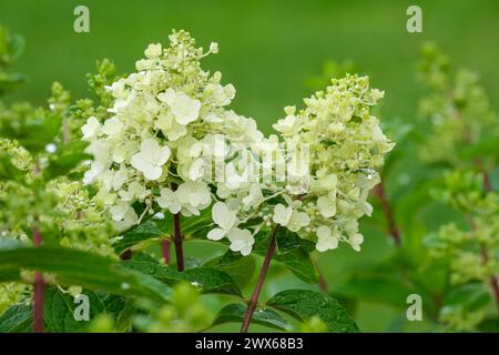 Hydrangea paniculata Pinky-Winky (Dvppinky) fleurs blanches en forme d'étoile s'estompent au rose au fur et à mesure qu'elles vieillissent, Banque D'Images