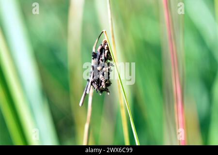 Les œufs d'insectes pondus dans un cocon mûrissent sur l'herbe. Banque D'Images