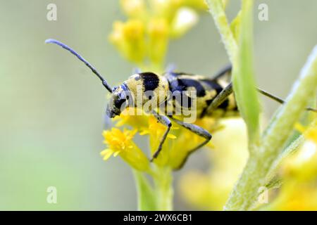 Un coléoptère jaune long avec des rayures noires sur son dos est assis sur une fleur jaune. Banque D'Images