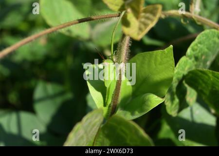 Une sauterelle avec une couleur vert vif est assise verticalement sur une tige de vigne poilue Banque D'Images