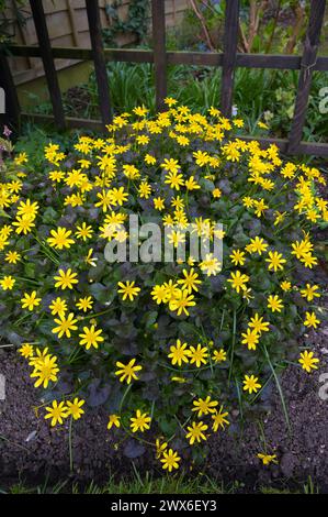 Bloc de floraison moindre célandine Ficaria verna une plante vivace herbacée à floraison printanière indigène dans la famille des buttercup dans le jardin anglais de banlieue Royaume-Uni Banque D'Images