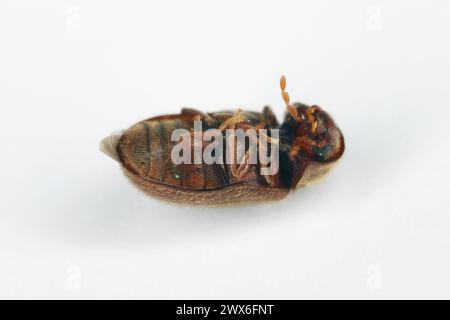 Biscuit, pharmacie ou coléoptère du pain (Stegobium paniceum), ravageur de produits entreposés adulte mort couché sur le dos. Banque D'Images