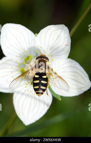 Schwebfliege, Weibchen, Blütenbesuch auf Sumpf-Herzblatt, Parnassia palustris, Syrphus sexmaculatus, hoverfly, femelle Banque D'Images