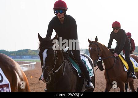 Hippodrome de Meydan, Dubaï, Émirats arabes Unis, vendredi 29 mars 2024 ; Auguste Rodin, candidat au Sheema Classic, et son coureur, participent aux travaux sur piste à l'hippodrome de Meydan, en prévision de la rencontre de la Coupe du monde de Dubaï le samedi 30 mars 2024. Crédit JTW Equine images / Alamy Live News Banque D'Images