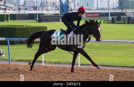 Hippodrome de Meydan, Dubaï, Émirats arabes Unis, vendredi 29 mars 2024 ; Auguste Rodin, candidat au Sheema Classic, et son coureur, participent aux travaux sur piste à l'hippodrome de Meydan, en prévision de la rencontre de la Coupe du monde de Dubaï le samedi 30 mars 2024. Crédit JTW Equine images / Alamy Live News Banque D'Images