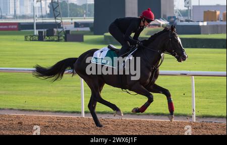 Hippodrome de Meydan, Dubaï, Émirats arabes Unis, vendredi 29 mars 2024 ; Auguste Rodin, candidat au Sheema Classic, et son coureur, participent aux travaux sur piste à l'hippodrome de Meydan, en prévision de la rencontre de la Coupe du monde de Dubaï le samedi 30 mars 2024. Crédit JTW Equine images / Alamy Live News Banque D'Images