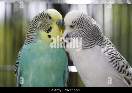 deux copains bleus se regardant Banque D'Images