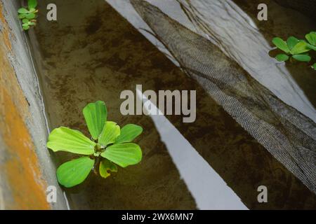 Photo de stock de la composition moderne de jardin à la maison remplie de beaucoup de belles plantes. Intérieur botanique élégant. Concept de jardinage à la maison. Banque D'Images