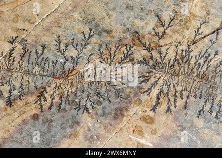 Gros plan de fougères fossiles pétrifiées dans une dalle de pierre Banque D'Images