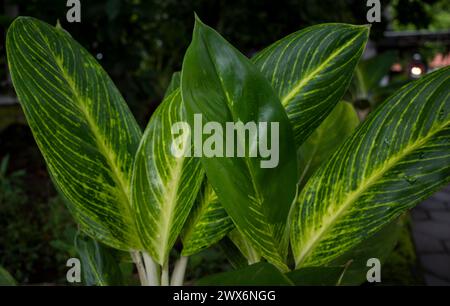 Aglaonema brillant, vert dieffenbachia feuilles dans le jardin. Papier peint naturel. Banque D'Images