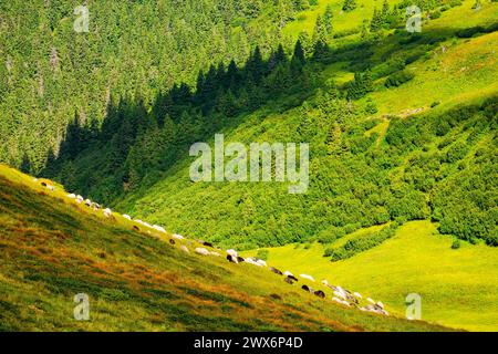 moutons qui paissent sur une colline herbeuse. paysage alpin des carpates ukrainiennes à la fin de l'été. paysage naturel vallonné avec des collines boisées Banque D'Images