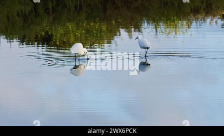 Un beau paysage d'un étang dans les heures du matin. Quelques aigrettes se nourrissent dans un étang près de sa rive. L'eau claire reflète les oiseaux. Banque D'Images