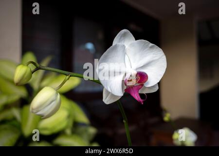 Orchidées de papillons blancs (Phalaenopsis amabilis), communément connues sous le nom d'orchidée de lune. Banque D'Images