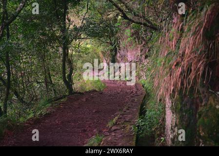 Les sentiers de randonnée de la forêt à Madère Banque D'Images