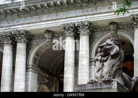 New York, États-Unis ; 4 juin 2023 : Fortress est l'un des lions de marbre gardant la bibliothèque de New York en arrière-plan, qui contient une richesse de livres et Banque D'Images