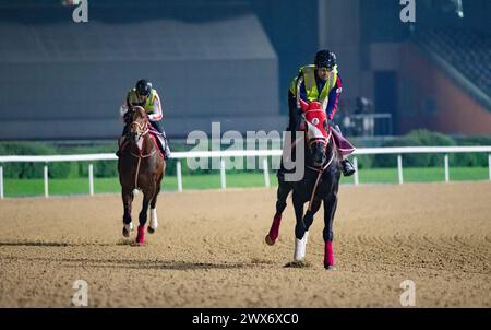 Hippodrome de Meydan, Dubaï, Émirats arabes Unis, jeudi 28 mars 2024 ; le concurrent de la Dubai Gold Cup Libyan Glass et le concurrent Forever Young du Derby des Émirats arabes Unis prennent part au travail sur piste à l’hippodrome de Meydan, en prévision de la rencontre de la Coupe du monde de Dubaï le samedi 30 mars 2024. Crédit JTW Equine images / Alamy Live News Banque D'Images