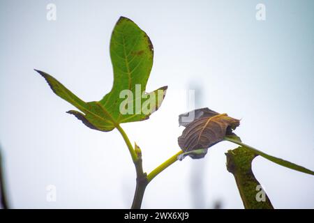 Une exploration détaillée d'une feuille de vigne sur sa branche révèle la beauté complexe de la nature, mettant en valeur les teintes vertes vibrantes et les motifs complexes dans ce cadre Banque D'Images