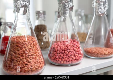 Échantillons de grains gravés et transformés dans des tubes à essai en verre dans un laboratoire d'agrochimie. Banque D'Images