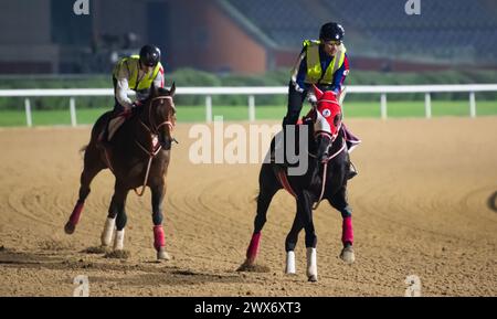 Hippodrome de Meydan, Dubaï, Émirats arabes Unis, jeudi 28 mars 2024 ; le concurrent de la Dubai Gold Cup Libyan Glass et le concurrent Forever Young du Derby des Émirats arabes Unis prennent part au travail sur piste à l’hippodrome de Meydan, en prévision de la rencontre de la Coupe du monde de Dubaï le samedi 30 mars 2024. Crédit JTW Equine images / Alamy Live News Banque D'Images