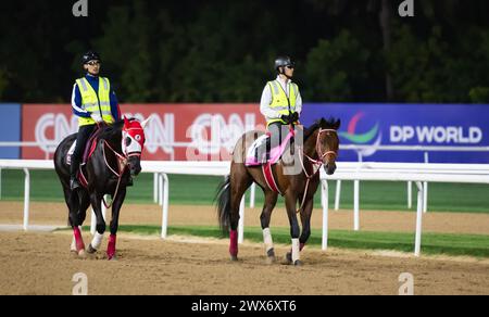 Hippodrome de Meydan, Dubaï, Émirats arabes Unis, jeudi 28 mars 2024 ; le concurrent de la Dubai Gold Cup Libyan Glass et le concurrent Forever Young du Derby des Émirats arabes Unis prennent part au travail sur piste à l’hippodrome de Meydan, en prévision de la rencontre de la Coupe du monde de Dubaï le samedi 30 mars 2024. Crédit JTW Equine images / Alamy Live News Banque D'Images