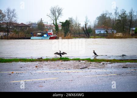 Sous la pluie rythmée, une espèce de Phalacrocorax se dresse gracieusement près de la rive, ornée de gouttes de pluie, capturant l’essence poétique d’une avia humide Banque D'Images