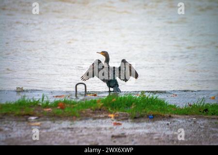 Sous la pluie rythmée, une espèce de Phalacrocorax se dresse gracieusement près de la rive, ornée de gouttes de pluie, capturant l’essence poétique d’une avia humide Banque D'Images