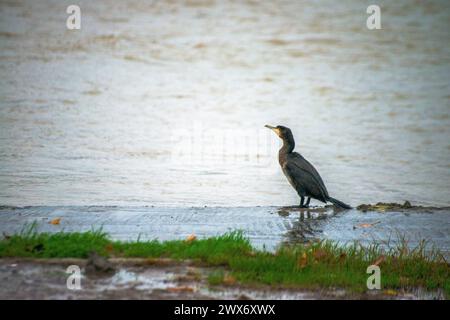 Sous la pluie rythmée, une espèce de Phalacrocorax se dresse gracieusement près de la rive, ornée de gouttes de pluie, capturant l’essence poétique d’une avia humide Banque D'Images