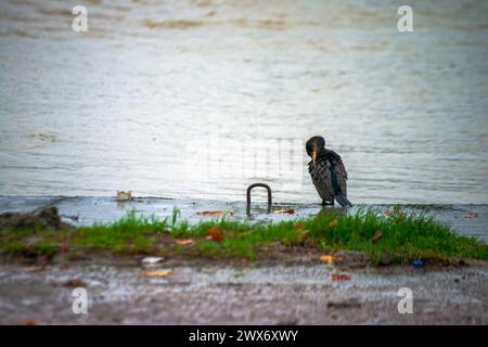 Sous la pluie rythmée, une espèce de Phalacrocorax se dresse gracieusement près de la rive, ornée de gouttes de pluie, capturant l’essence poétique d’une avia humide Banque D'Images