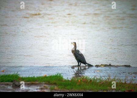 Sous la pluie rythmée, une espèce de Phalacrocorax se dresse gracieusement près de la rive, ornée de gouttes de pluie, capturant l’essence poétique d’une avia humide Banque D'Images