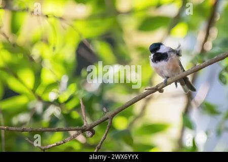 Mignon petit chickadee à coiffe noire perché sur une branche d'un arbre dans une arrière-cour un matin d'été à Taylors Falls, Minnesota États-Unis. Banque D'Images