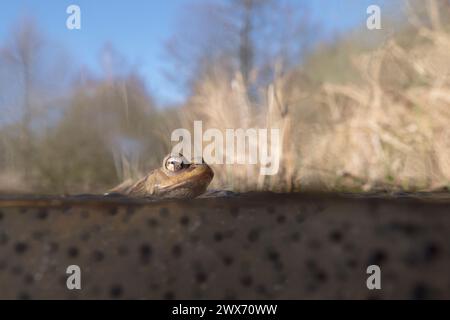 Crapaud commun ( Bufo bufo ) assis sur Frogspawn, flottant sur la surface de l'eau, avec habitat naturel autour, écran partagé, faune, Europe. Banque D'Images