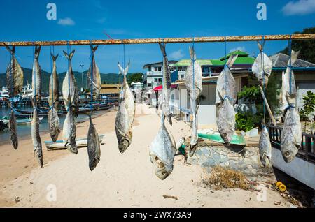 Rangée de poissons séchés accrochés dehors sur le soleil sous le ciel bleu sur l'île tropicale de Koh Tao, Thaïlande Banque D'Images