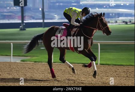 Hippodrome de Meydan, Dubaï, Émirats arabes Unis, jeudi 28 mars 2024 ; Forever Young, un concurrent du Derby des Émirats arabes Unis, survole la scène après avoir participé à des travaux sur piste à l'hippodrome de Meydan, en prévision de la rencontre de la Coupe du monde de Dubaï le samedi 30 mars 2024. Crédit JTW Equine images / Alamy Live News Banque D'Images