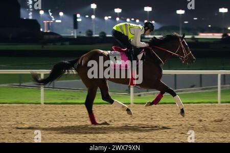 Hippodrome de Meydan, Dubaï, Émirats arabes Unis, jeudi 28 mars 2024 ; Forever Young, un concurrent du Derby des Émirats arabes Unis, survole la scène après avoir participé à des travaux sur piste à l'hippodrome de Meydan, en prévision de la rencontre de la Coupe du monde de Dubaï le samedi 30 mars 2024. Crédit JTW Equine images / Alamy Live News Banque D'Images