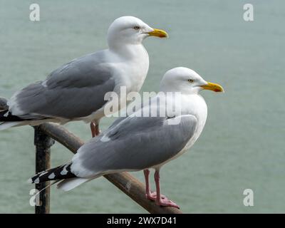 Gros plan de deux goélands argentés (Larus argentatus) perchés côte à côte sur des rampes de bord de mer, Cornouailles, Angleterre, Royaume-Uni Banque D'Images