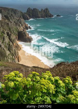 Horse persil, Pedn Vounder Beach et Logan Rock Headland vus depuis le sentier côtier de South Cornwall près de Porthcurno au printemps, Cornwall, Angleterre, Royaume-Uni Banque D'Images