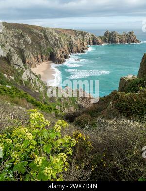 Horse persil, Pedn Vounder Beach et Logan Rock Headland vus depuis le sentier côtier de South Cornwall près de Porthcurno au printemps, Cornwall, Angleterre, Royaume-Uni Banque D'Images