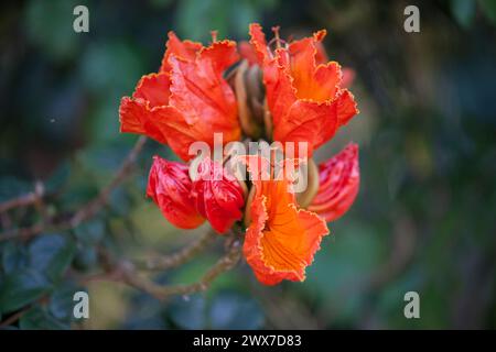 Spathodea campanulata est une plante à fleurs communément connue sous le nom de Fontaine, Tulipe africaine, Pichkari ou Nandi Flame. Banque D'Images