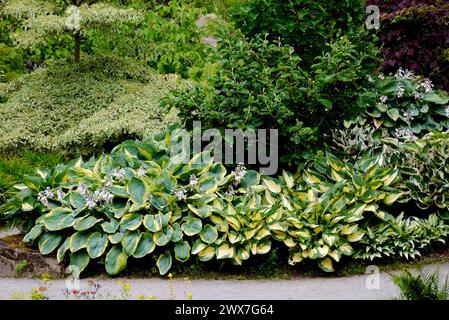 Divers Mixed Hosta (Plantain Lys) cultivés dans les frontières à RHS Garden Harlow Carr, Harrogate, Yorkshire, Angleterre, Royaume-Uni. Banque D'Images