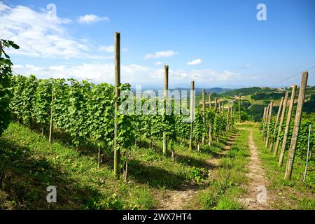 Vignobles de raisins frais sur les collines des Langhe, dans le pays de Barolo, Piémont, Italie par une claire journée de juillet. Rangées vertes de vignes avec grappes Banque D'Images