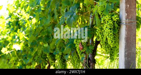 Vignobles de raisins frais sur les collines des Langhe, dans le pays de Barolo, Piémont, Italie par une claire journée de juillet. Rangées vertes de vignes avec grappes Banque D'Images