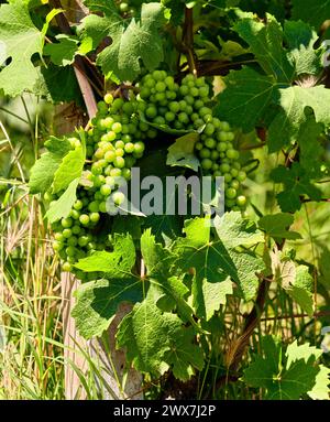 Vignobles de raisins frais sur les collines des Langhe, dans le pays de Barolo, Piémont, Italie par une claire journée de juillet. Rangées vertes de vignes avec grappes Banque D'Images