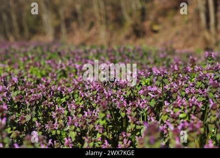 Lamium purpureum, connu sous le nom d'ortie morte violette Banque D'Images