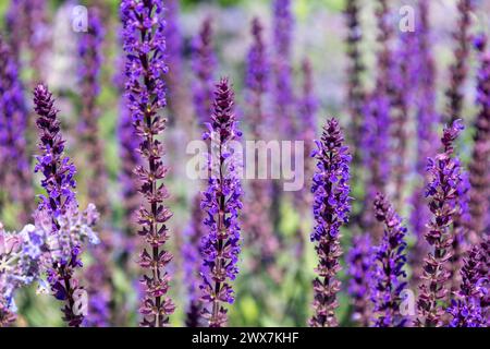 Fleurs violettes de salvia fleurissant dans le jardin en été. Banque D'Images