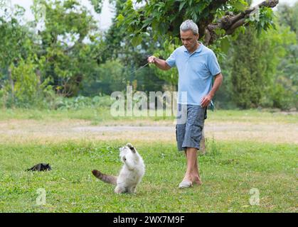 un chat ragdoll jouant avec l'homme dans le jardin Banque D'Images