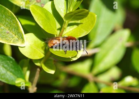 Femelle Tawny Mining Bee (Andrena fulva). Famille des abeilles minières (Andrenidae). Sur une feuille verte d'un arbuste privet. Printemps, mars. Jardin hollandais, pays-Bas. Banque D'Images