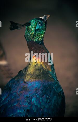 le monal de l'Himalaya (Lophophorus impejanus), également connu sous le nom de monal Impeyan. Oiseau sauvage. Banque D'Images
