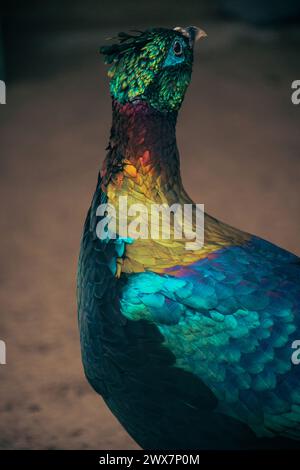 le monal de l'Himalaya (Lophophorus impejanus), également connu sous le nom de monal Impeyan. Banque D'Images