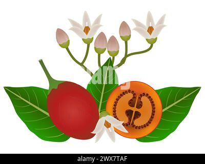 Tamarillo entier et la moitié avec des fleurs et des feuilles sur un fond blanc. Illustration de Vecteur